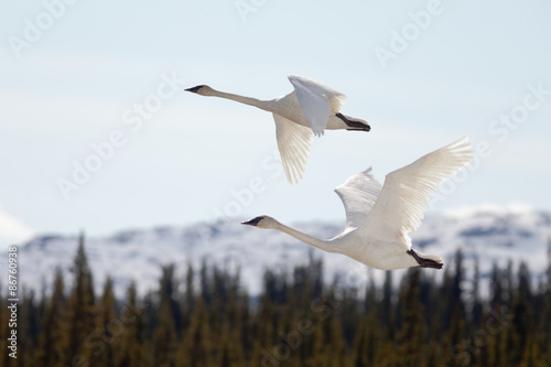 Flying pair Trumpeter Swans Cygnus buccinator