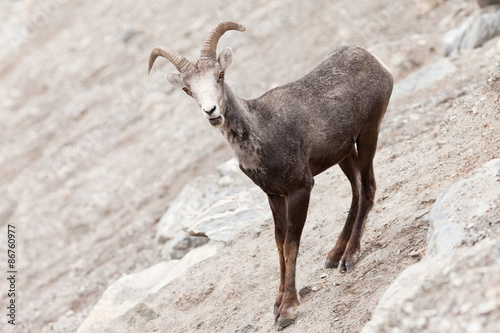 Young Stone Sheep ram Ovis dalli stonei