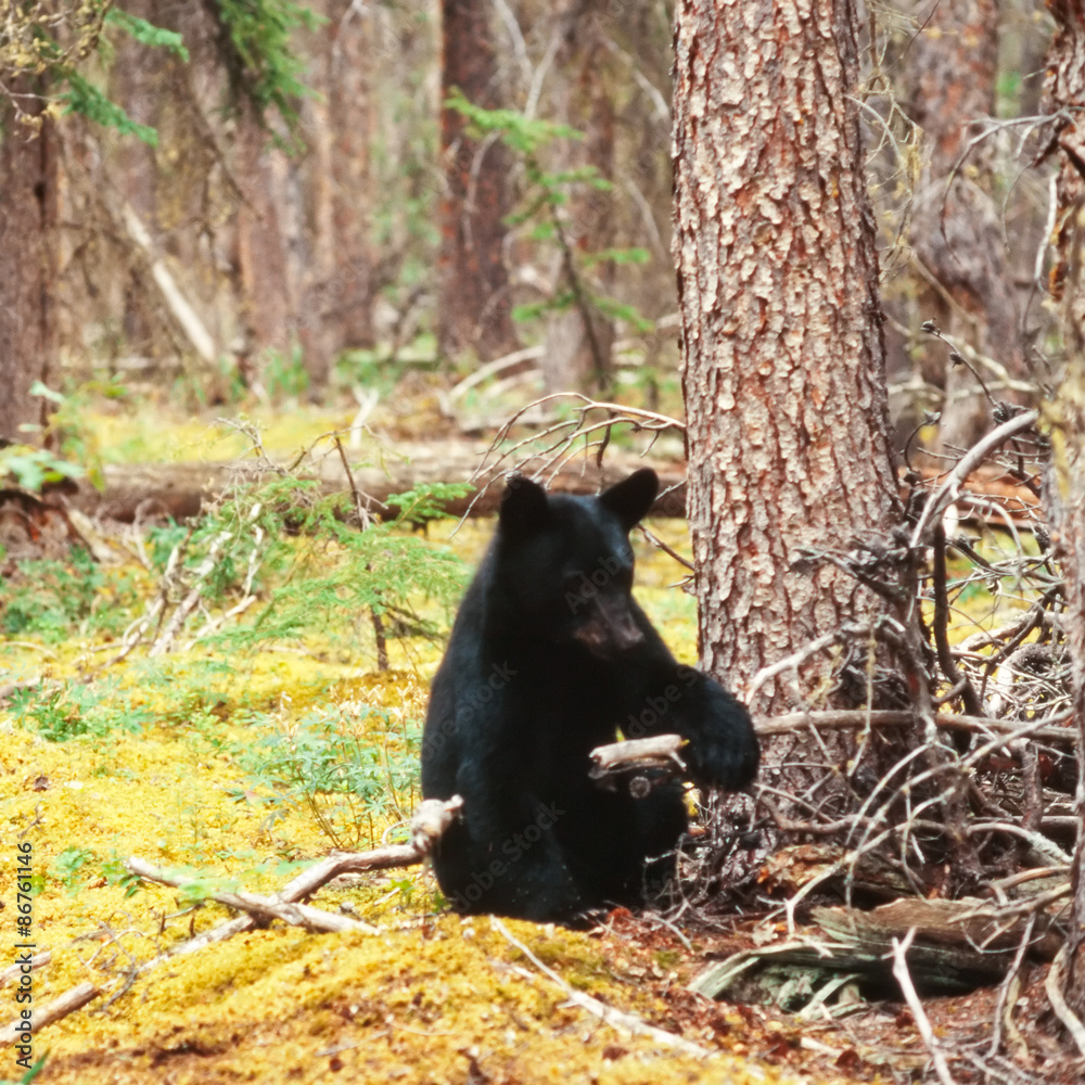 Black Bear Ursus americanus Yukon Canada taiga