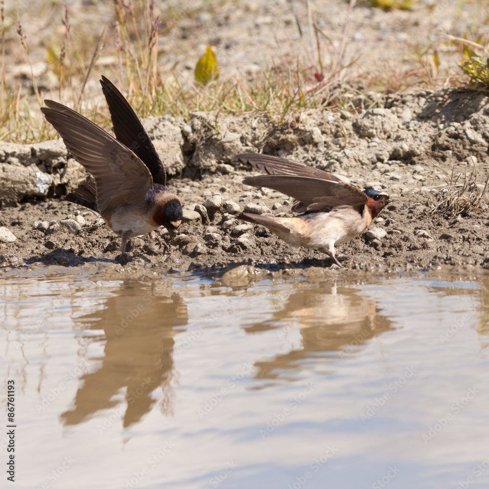 Fototapeta premium Cliff swallows Hirundo pyrrhonota gathering mud