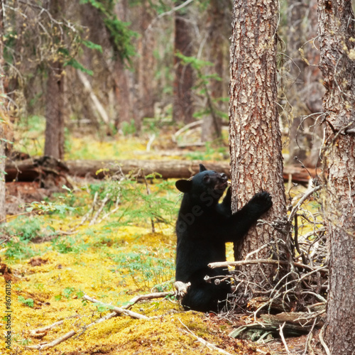 Yukon boreal forest Black Bear Ursus americanus © PiLensPhoto