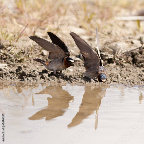 Cliff swallows Hirundo pyrrhonota gathering mud photo