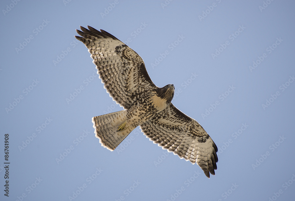 Fototapeta premium Red-tailed Hawk
