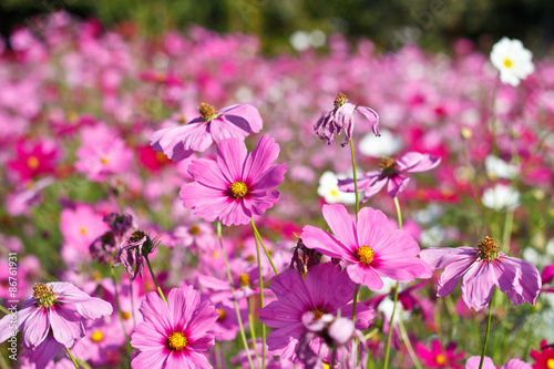 cosmos flowers on flower garden. © kittikorn Ph.