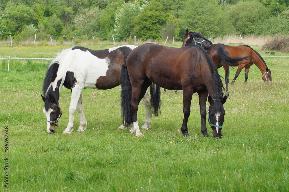 Horses on a farm 
