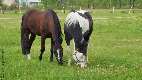 Horses on a farm 
