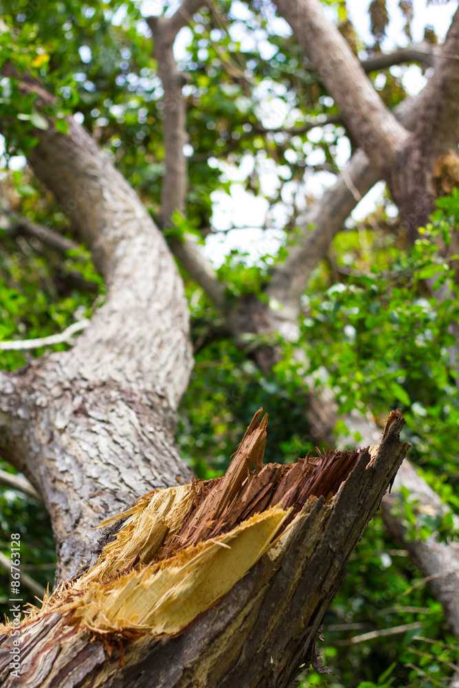 Obraz premium Stumps torn leaves blurred.