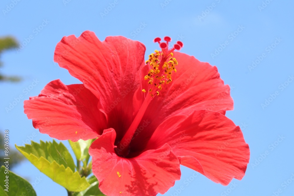 赤いハイビスカス Images Browse 35 Stock Photos Vectors And Video Adobe Stock 赤いハイビスカス Images Browse 35 Stock Photos Vectors And Video Adobe Stock