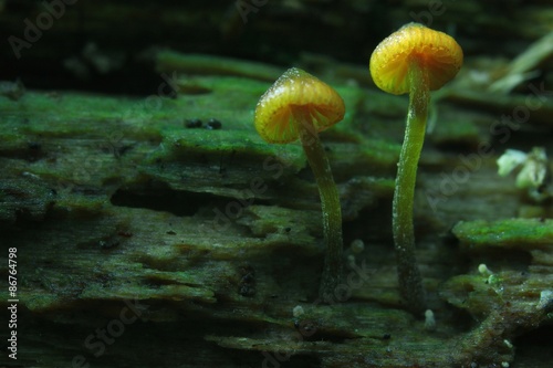 small mushrooms toadstools macro microcosm