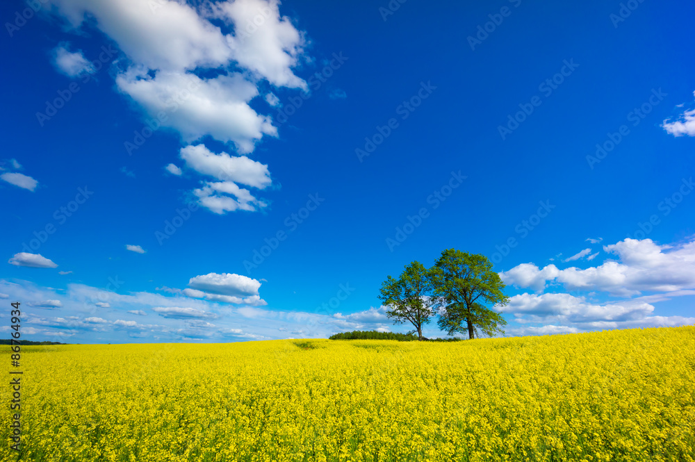Obraz premium Beautiful summer landscape