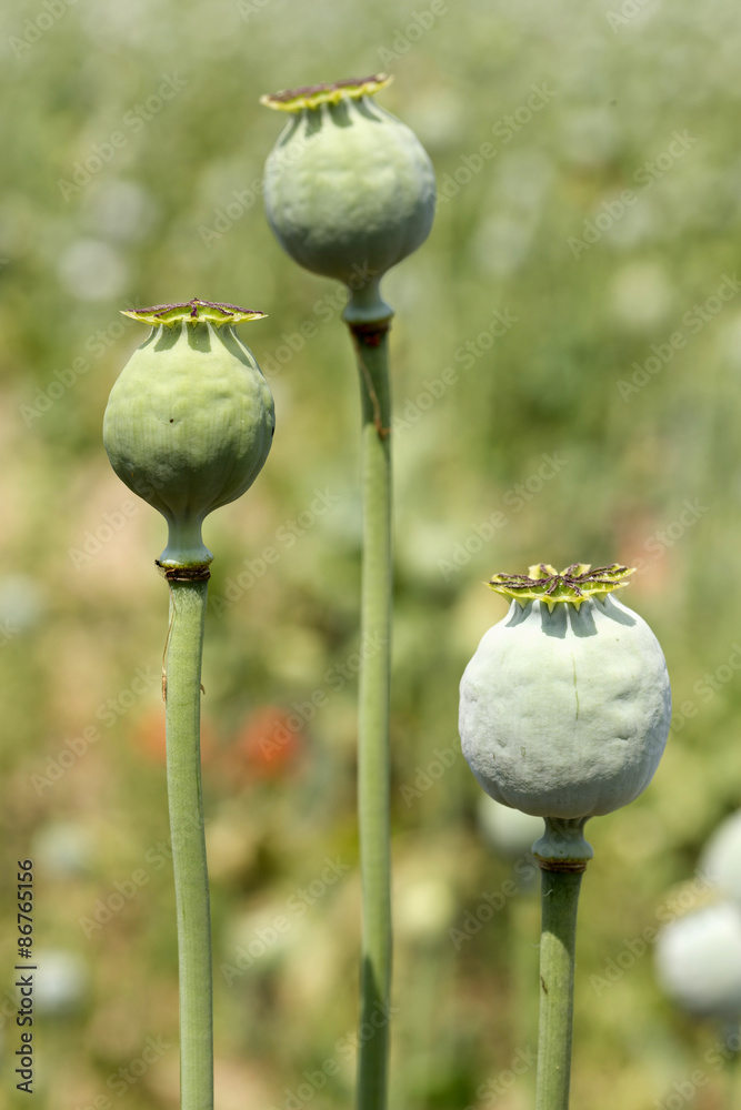 Detail of unripe white Poppyheads Detail of unripe white Poppyheads