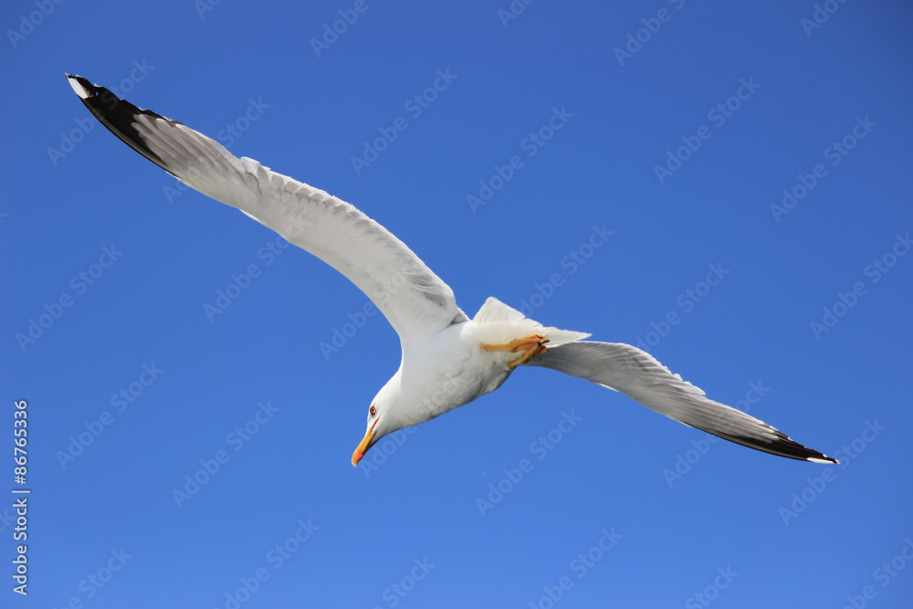 Obraz premium Seagull wingspread against clear sky 3