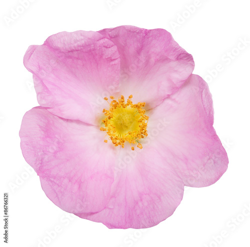 single pink isolated brier bloom