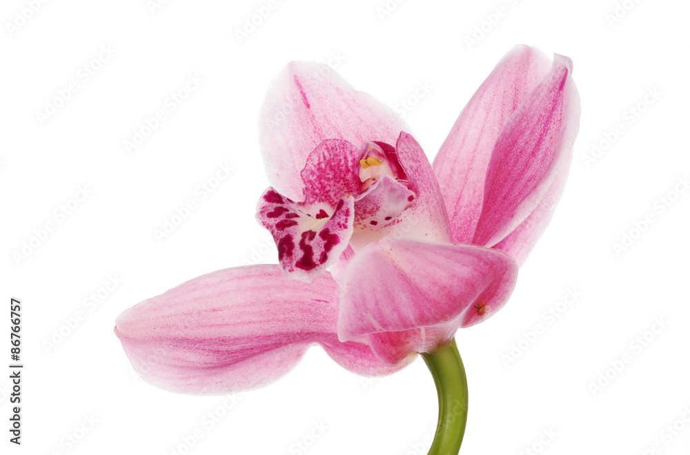 dark and light pink isolated orchid bloom dark and light pink isolated orchid bloom