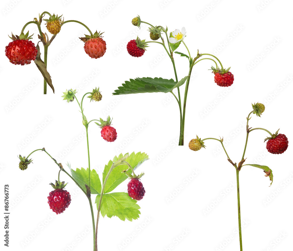 set of four wild strawberry bunches on white set of four wild strawberry bunches on white