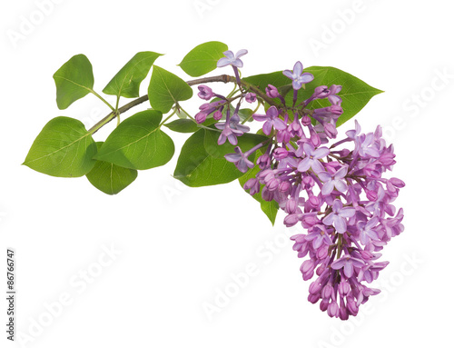 light isolated lilac inflorescence and green leaves photo