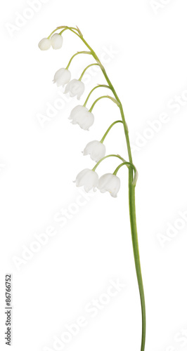 lily-of-the-valley flower branch on white