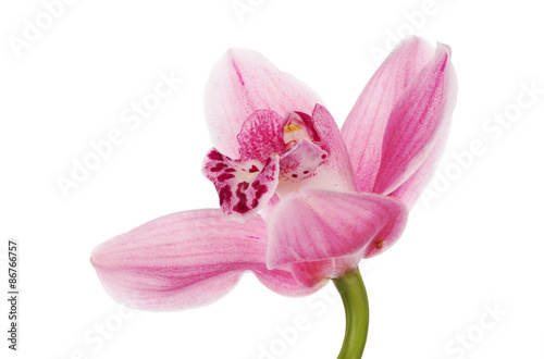 dark and light pink isolated orchid bloom