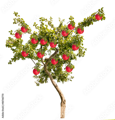 apple tree with large red fruits