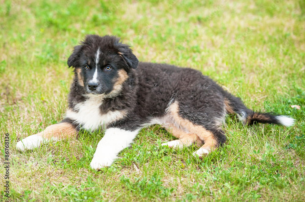 Australian shepherd puppy lying on the lawn