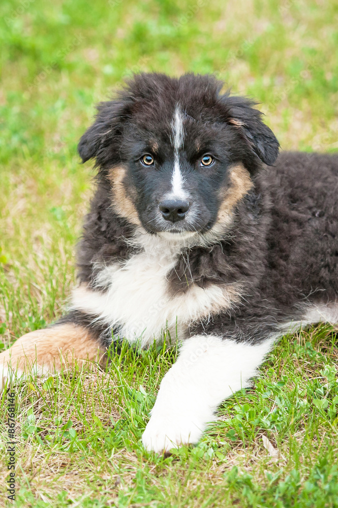 Australian shepherd puppy Australian shepherd puppy