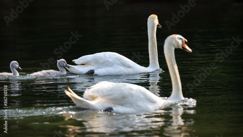 family of swans with puppies -  Cygnus olor 