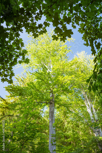 Viewpoint in nature