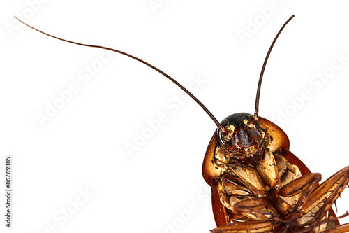 Fotografie, Obraz Cockroach isolated on a white background