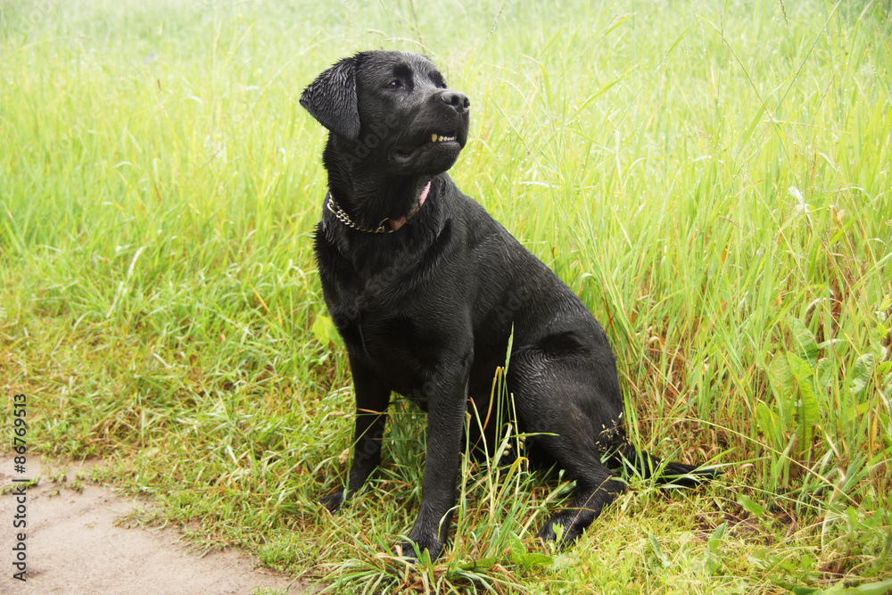 Black dog on a leash. Black dog on a leash.