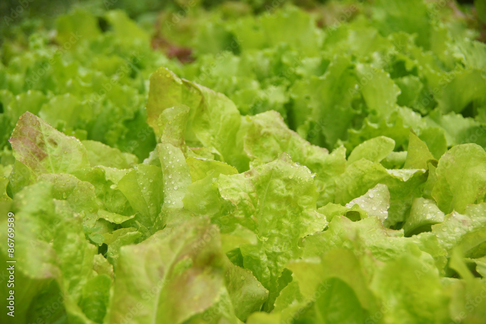 Lettuce growing in the garden. Lettuce growing in the garden.