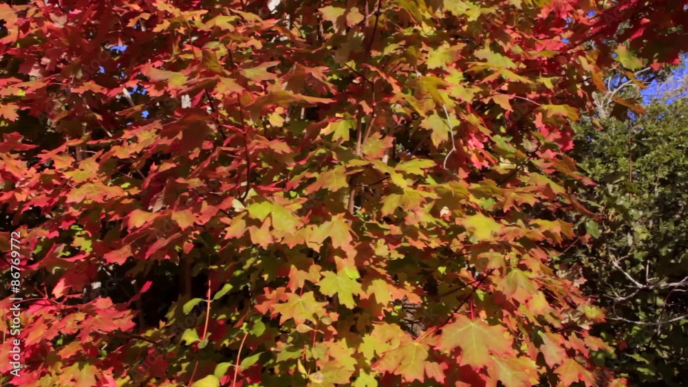 Red Maple Leaves Dolly Shot