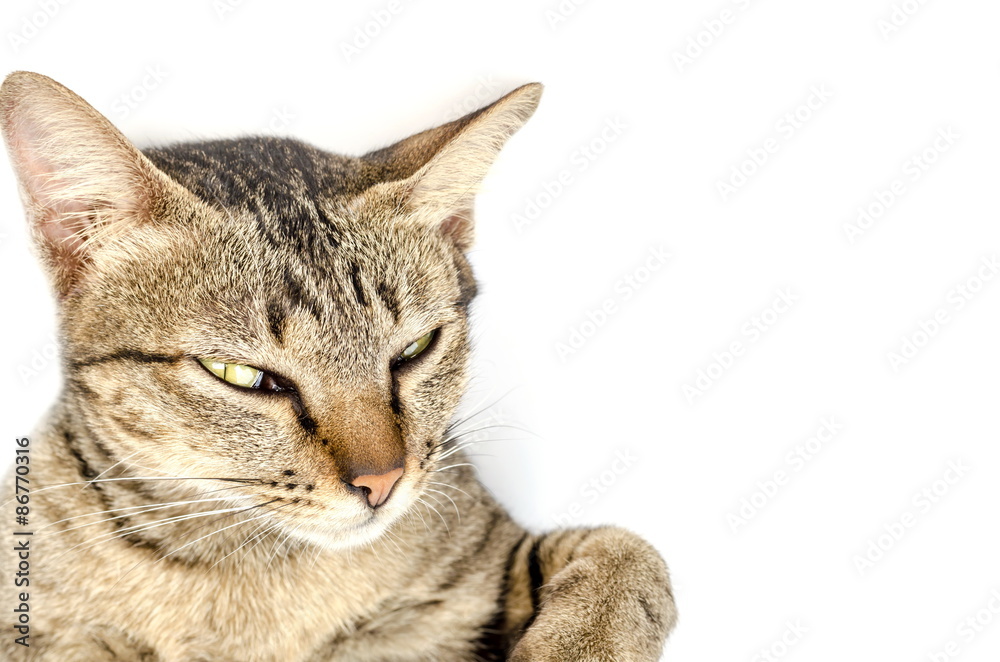 cute short hair tabby isolated cute short hair tabby isolated