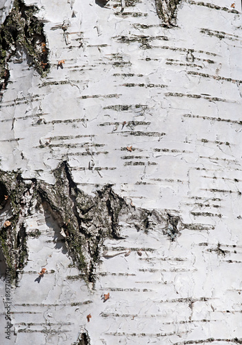 Texture of birch bark, background