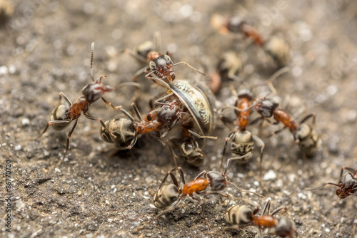 Swarm Of Ants Fights For Food Macro Close Up © radub85