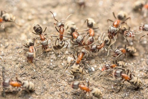 Swarm Of Ants Fights For Food Macro Close Up © radub85