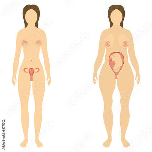 The woman before and during pregnancy