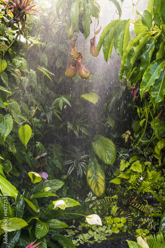 Fototapeta Naklejka Na Ścianę i Meble -  tropical rain forest