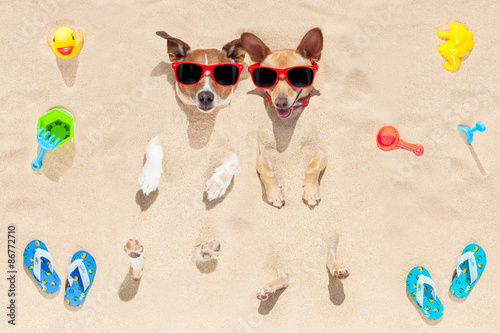 dogs buried in sand photo