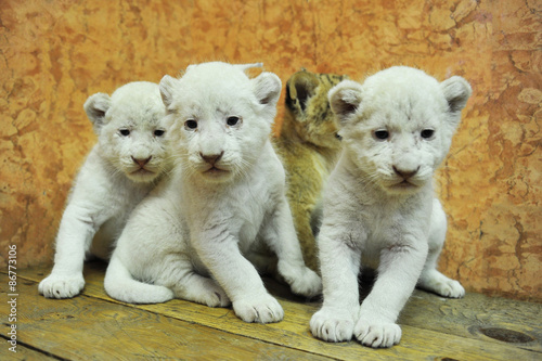 Baby white lions