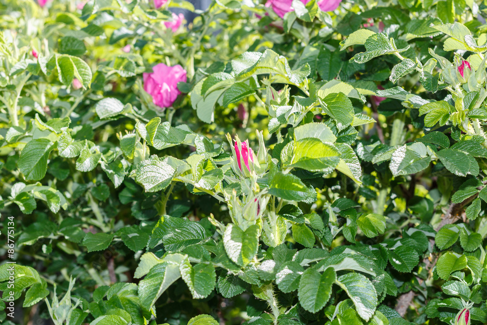 Dog-rose(briar, Rosa ) in the garden. Household plot. Dacha. Dog-rose(briar, Rosa ) in the garden. Household plot. Dacha.