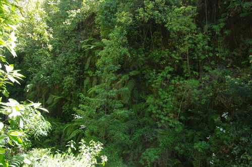 Wald auf Madeira