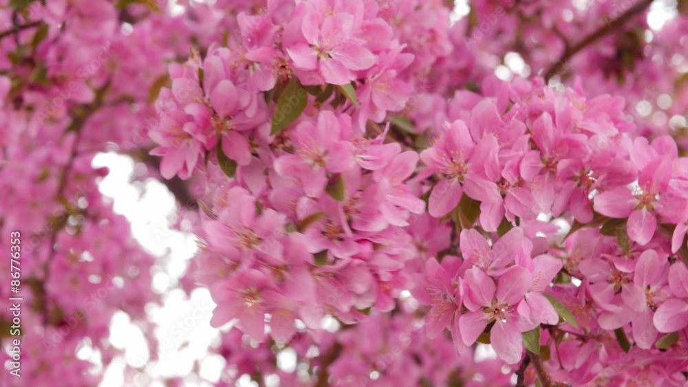Beautiful blossoms blowing in the wind dolly shot Beautiful blossoms blowing in the wind dolly shot