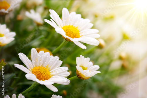 White daisies meadow.