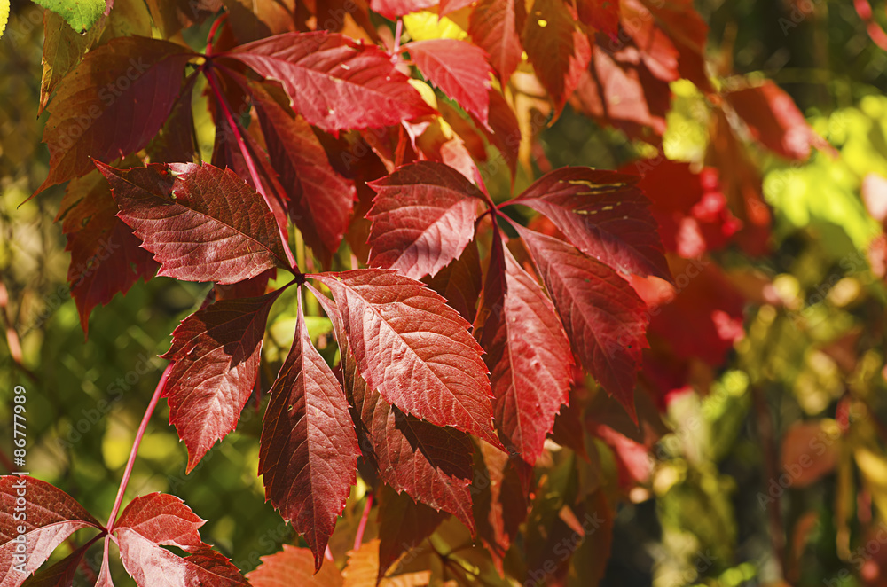 Wild grape red leaves Wild grape red leaves