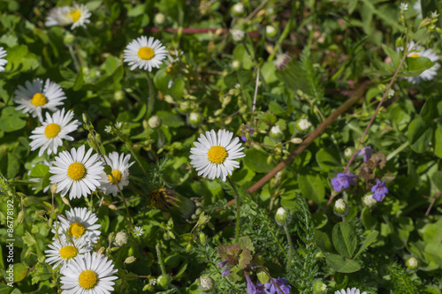many daisies photographed in a forest