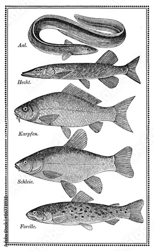 Food, old fish chart with variety of eatable fishes