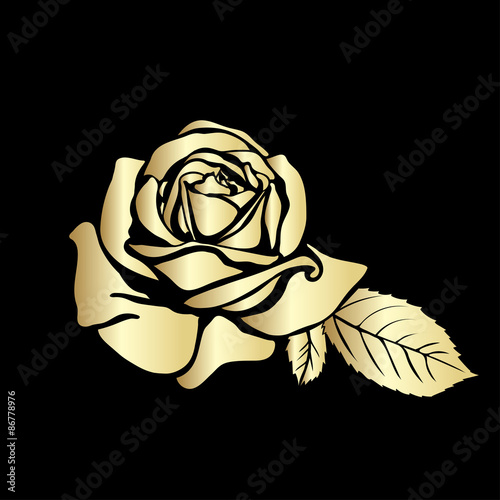 Rose sketch