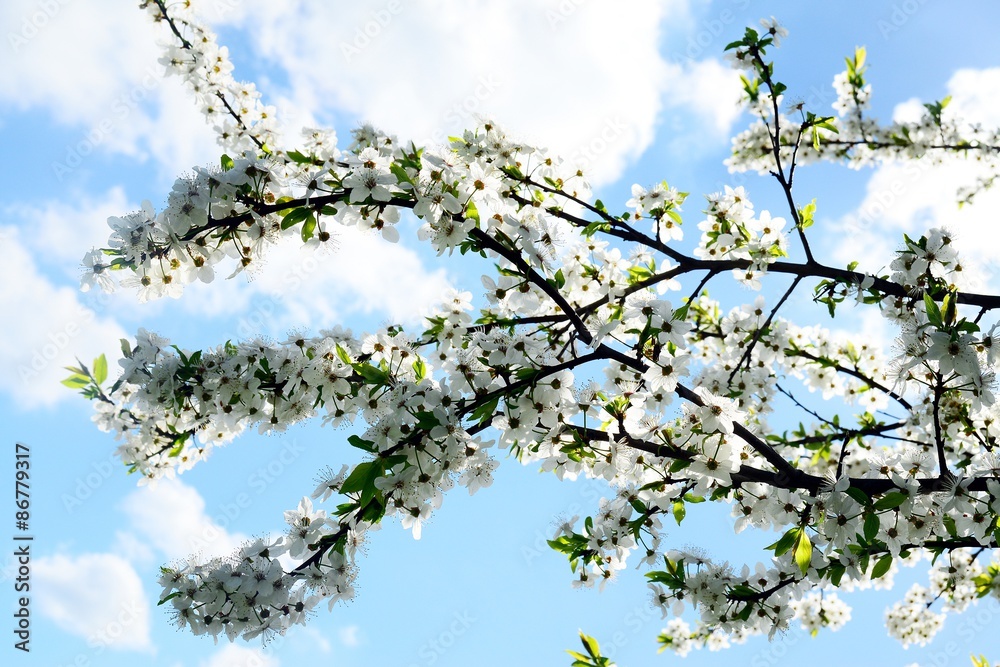 Caucasian plum white blossom and blue sky Caucasian plum white blossom and blue sky