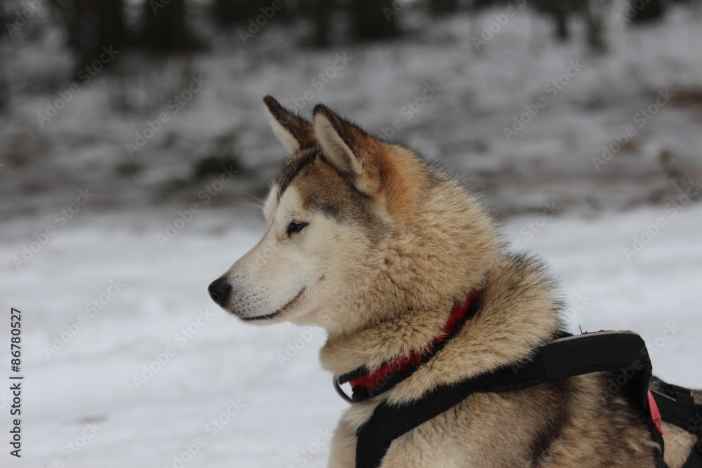 Naklejka premium A Siberian husky in harness.