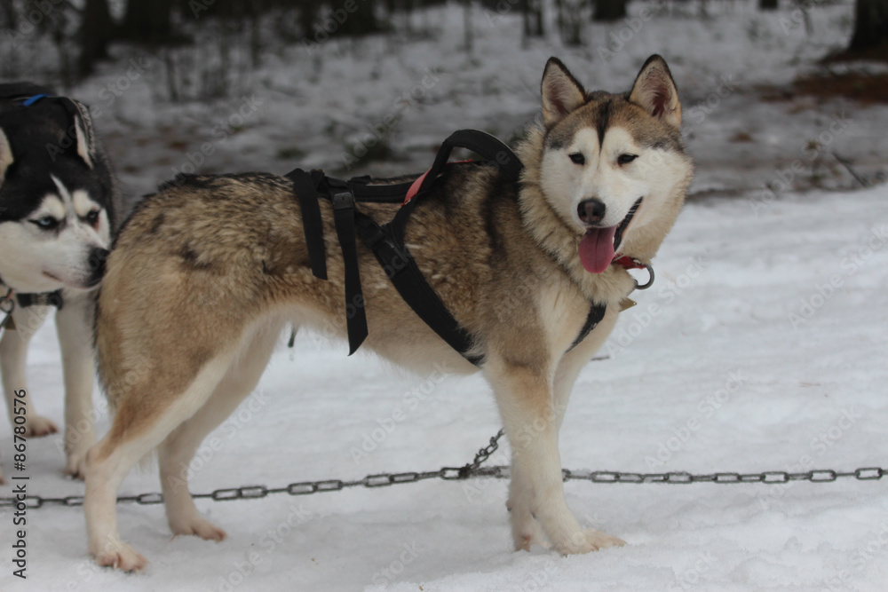 A Siberian husky in harness. Winter.
